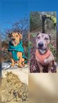 bully xl/amstaff