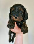 Cockerpoo (cockerpoovalpar, blandras, blandrasvalpar)