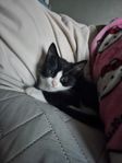 Kattunge 