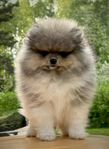 Pomeranian vargsobel particolor 