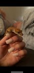 Ögonfransgeckon Frans