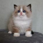Ragdoll kattungar med stamtavla