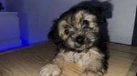 Yorkshireterrier Valpar voff