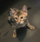 Bengal katt