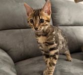 Bengal katt