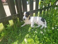 Jackrussell flicka 
