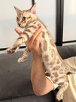 Bengal katt