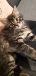 långhåriga kattungar
