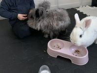 omplacering av mina kaniner 