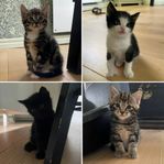 Kattungar