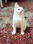 tre underbara kattungar söker ny hem