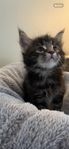 Maine Coon kattungar 