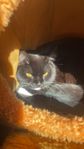Katt 