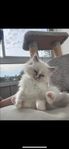 Ragdoll kattunge 