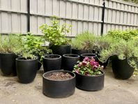 STORA BLOMKRUKOR 