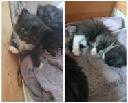 Kattungar 7/8