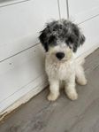 Multigeneration Labradoodle Medium 4 mån