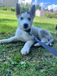 Siberian Husky valp 9v