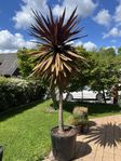 Cordyline australis stort träd