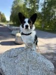 Welsh corgi cardigan tik säljes med bibehållen avelsrätt