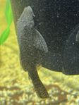 Ancistrus - Cleaning fish in aquariums for sale