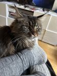 Main coon med stamtavla