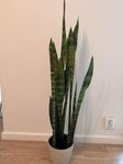 2st Snake plants for sale of height 110 and 100 cms 