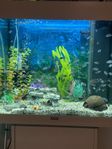 Akvarium Juwel Lido 120 i Mycket Gott Skick