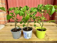 Tomatplantor.