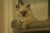 Ragdoll kattunge