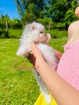 Chinchilla/Perser Tjej!