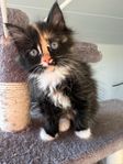 Kattungar