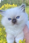 Kattunge Ragdoll/Birma/Chinchilla perser