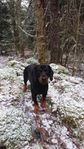 Alpenländische Dachsbracke hane 3,5 år