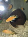 Malawi ciklider