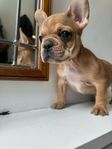 Fransk Bulldogg valp, strax leveransklar 