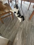 ettåring hankatt