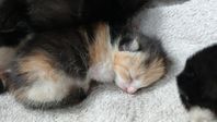 Kattungar 24/8