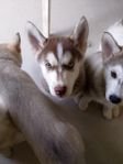 Fantastisk Blandras: Siberian Husky Border Collie