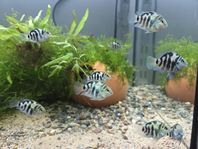 blue tiger papegojfiskar Amatitlania sp.