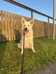 OMPLACERING Vit shiloh herdehund (tik,10mån)