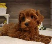 maltipoo 