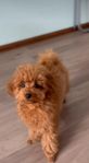 maltipoo 