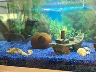 Komplett akvarium ca 50 liter
