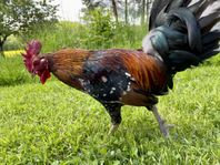 Öländska Dvärghöns