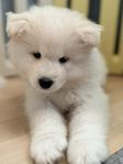 Samojed, valp m stamtavla