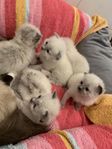 Birma-Ragdoll