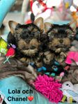 Yorkshireterrier valpar 