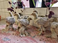 Brahma Isabellafärgade