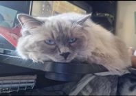 ragdoll tjej 1år